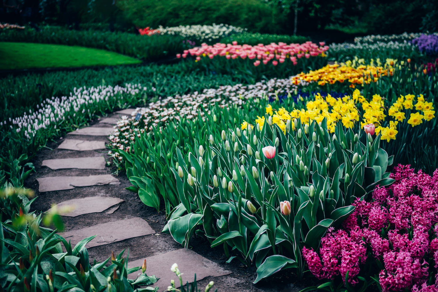 Il faut planter maintenant ces bulbes pour un jardin fleuri au printemps - après il sera trop tard