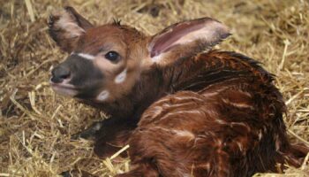 EMBARGOED TO 0001 MONDAY OCTOBER 28 Undated handout photo issued by Woburn Safari Park of a male eastern mountain bongo calf, one of the most critically endangered animals on the planet, who was welcomed by Woburn Safari Park earlier this month. First-time mum Othaya gave birth to the calf on October 16, with the birth marking the first bongo calf born at the park in over 10 years. Issue date: Monday October 28, 2024.