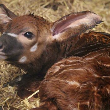 EMBARGOED TO 0001 MONDAY OCTOBER 28 Undated handout photo issued by Woburn Safari Park of a male eastern mountain bongo calf, one of the most critically endangered animals on the planet, who was welcomed by Woburn Safari Park earlier this month. First-time mum Othaya gave birth to the calf on October 16, with the birth marking the first bongo calf born at the park in over 10 years. Issue date: Monday October 28, 2024.