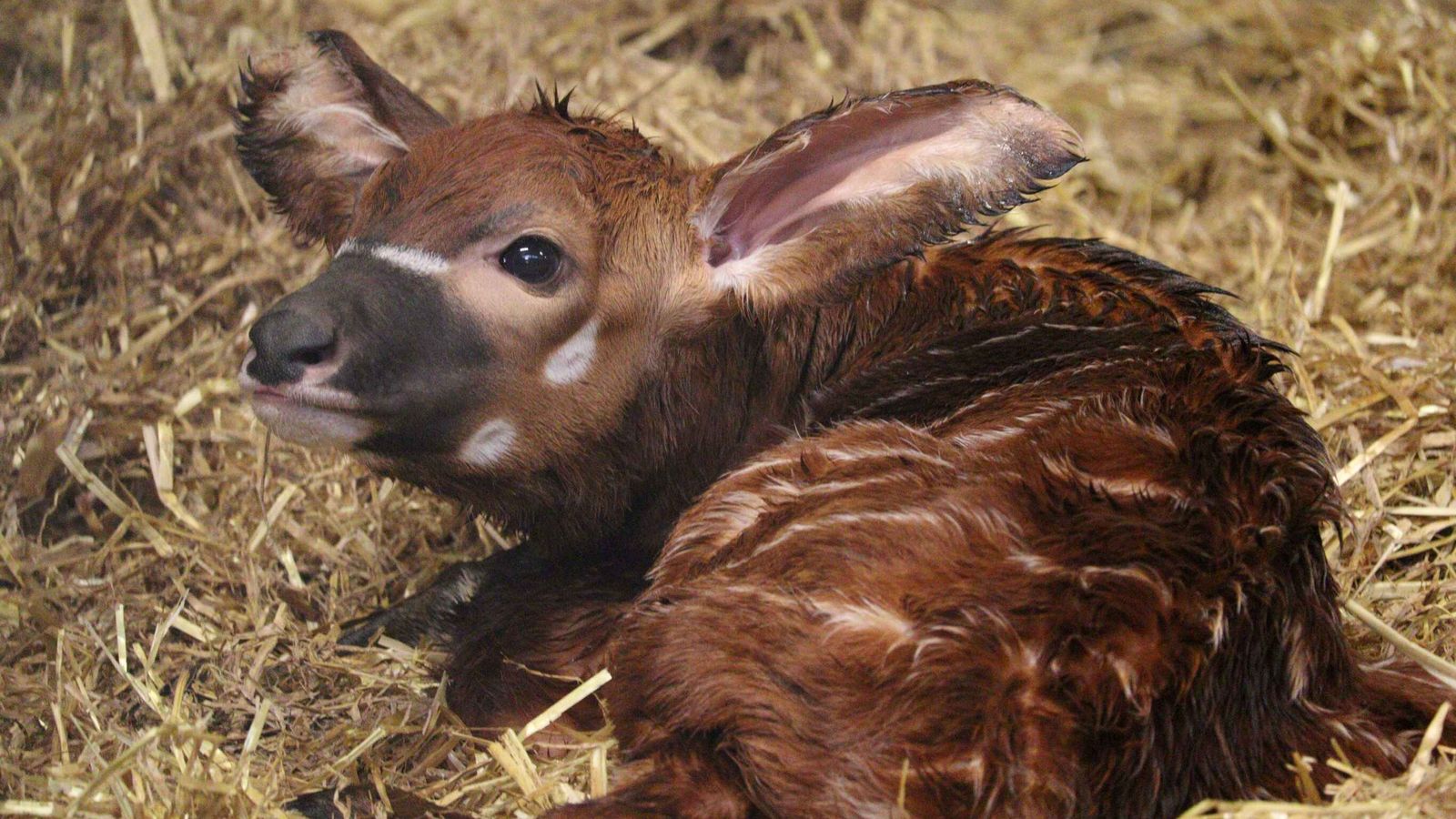 EMBARGOED TO 0001 MONDAY OCTOBER 28 Undated handout photo issued by Woburn Safari Park of a male eastern mountain bongo calf, one of the most critically endangered animals on the planet, who was welcomed by Woburn Safari Park earlier this month. First-time mum Othaya gave birth to the calf on October 16, with the birth marking the first bongo calf born at the park in over 10 years. Issue date: Monday October 28, 2024.