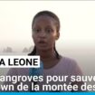 Sierra Leone : des mangroves pour sauver Freetown de la montée des eaux