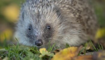 Warum der Igel nun erstmals zur bedrohten Art erklärt wurde