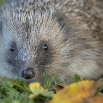 Warum der Igel nun erstmals zur bedrohten Art erklärt wurde