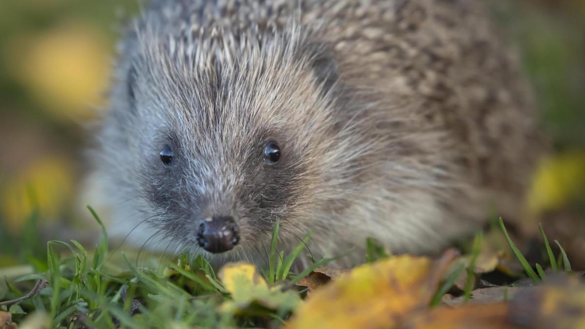 Warum der Igel nun erstmals zur bedrohten Art erklärt wurde