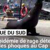 Afrique du Sud : une épidémie de rage détectée chez des phoques au Cap