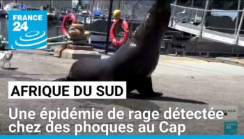 Afrique du Sud : une épidémie de rage détectée chez des phoques au Cap