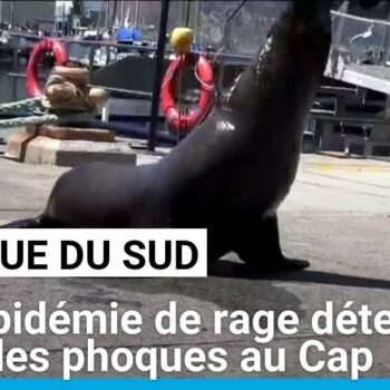 Afrique du Sud : une épidémie de rage détectée chez des phoques au Cap