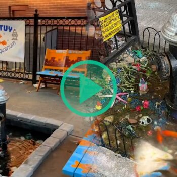 À Brooklyn, l’aquarium de Bed-Stuy installé en pleine rue a été remplacé par du béton