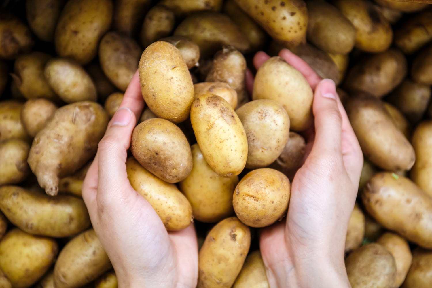 Vos pommes de terre se conserveront six mois si vous les rangez dans cet endroit surprenant