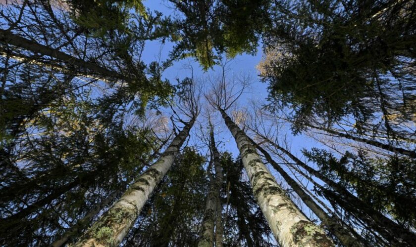 COP16 sur la biodiversité : plus d'un tiers des espèces d'arbres de la planète sont menacées d'extinction