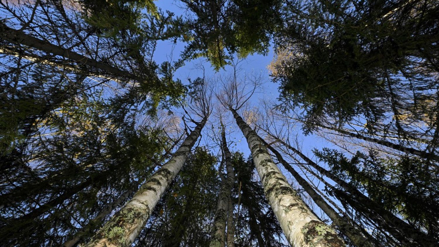 COP16 sur la biodiversité : plus d'un tiers des espèces d'arbres de la planète sont menacées d'extinction