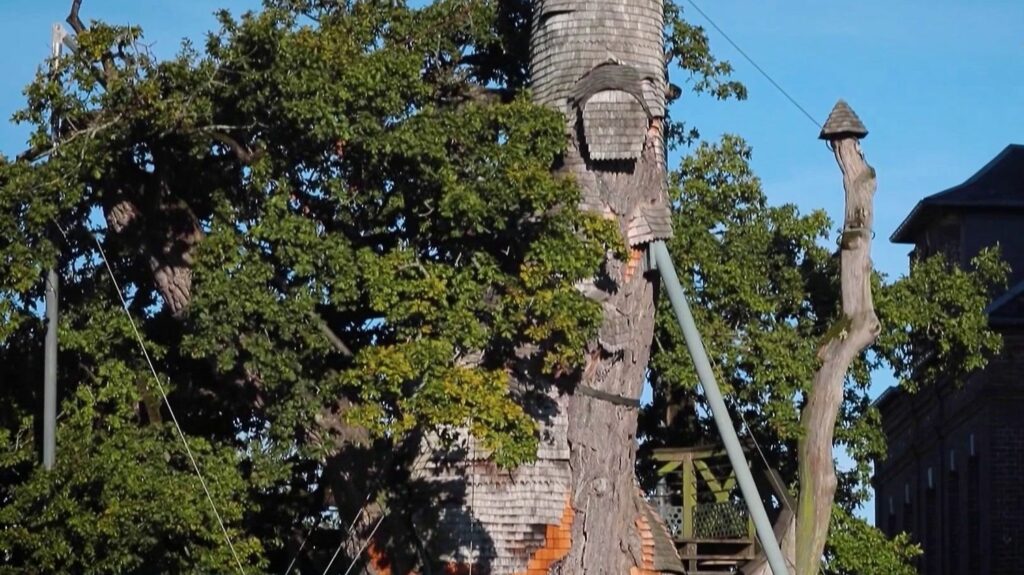 Patrimoine : à la découverte du chêne d’Allouville, le plus vieux de France