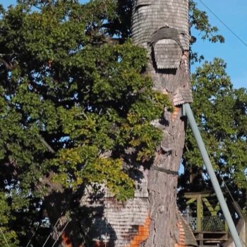 Patrimoine : à la découverte du chêne d’Allouville, le plus vieux de France