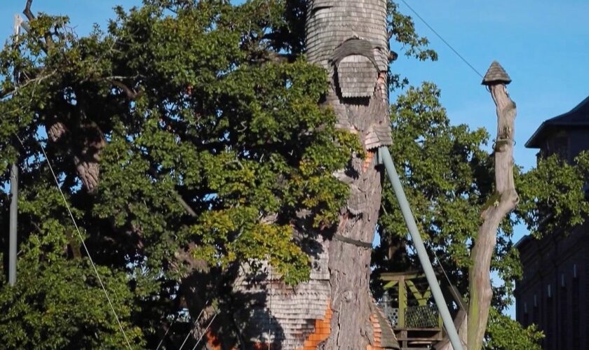 Patrimoine : à la découverte du chêne d’Allouville, le plus vieux de France