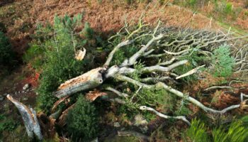 Tempête Ciaran en Bretagne : un an après, les trois enseignements tirés pour les prochaines intempéries