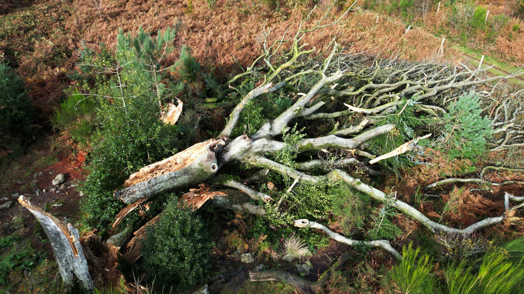 Tempête Ciaran en Bretagne : un an après, les trois enseignements tirés pour les prochaines intempéries