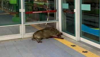 Wild boar shot dead after biting man's arm at rail station