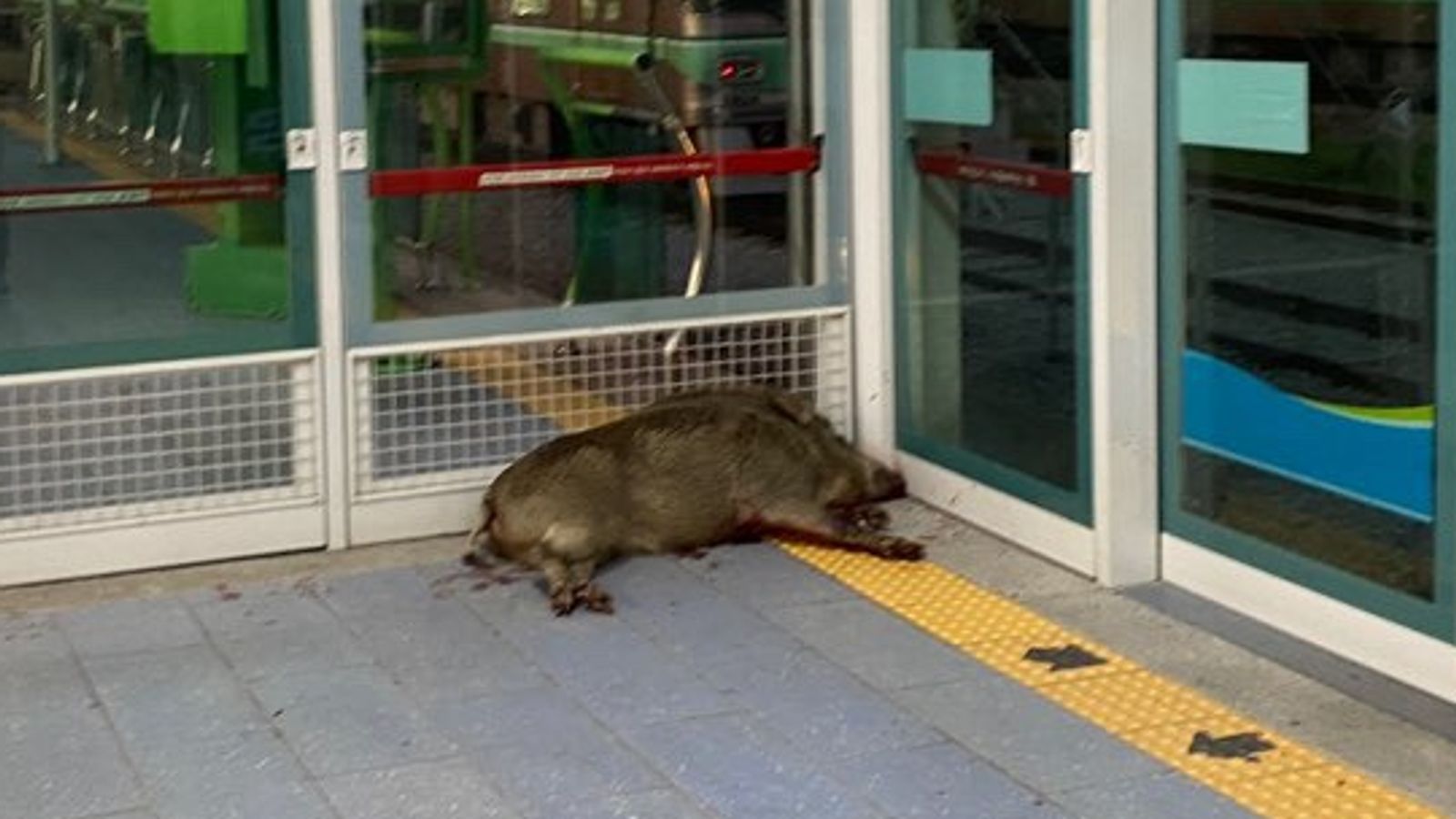 Wild boar shot dead after biting man's arm at rail station