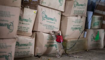 Des rats géants pour combattre le trafic de cornes de rhinocéros ou d’écailles de pangolin