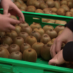 Agriculture : dans le Maine-et-Loire, des kiwis à petits prix