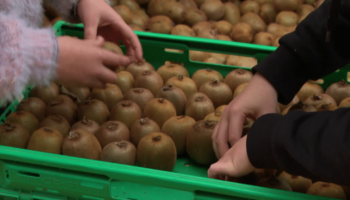 Agriculture : dans le Maine-et-Loire, des kiwis à petits prix