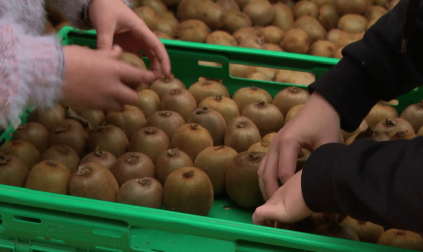 Agriculture : dans le Maine-et-Loire, des kiwis à petits prix