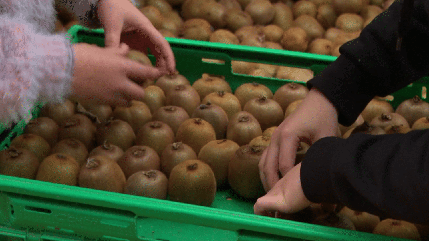 Agriculture : dans le Maine-et-Loire, des kiwis à petits prix