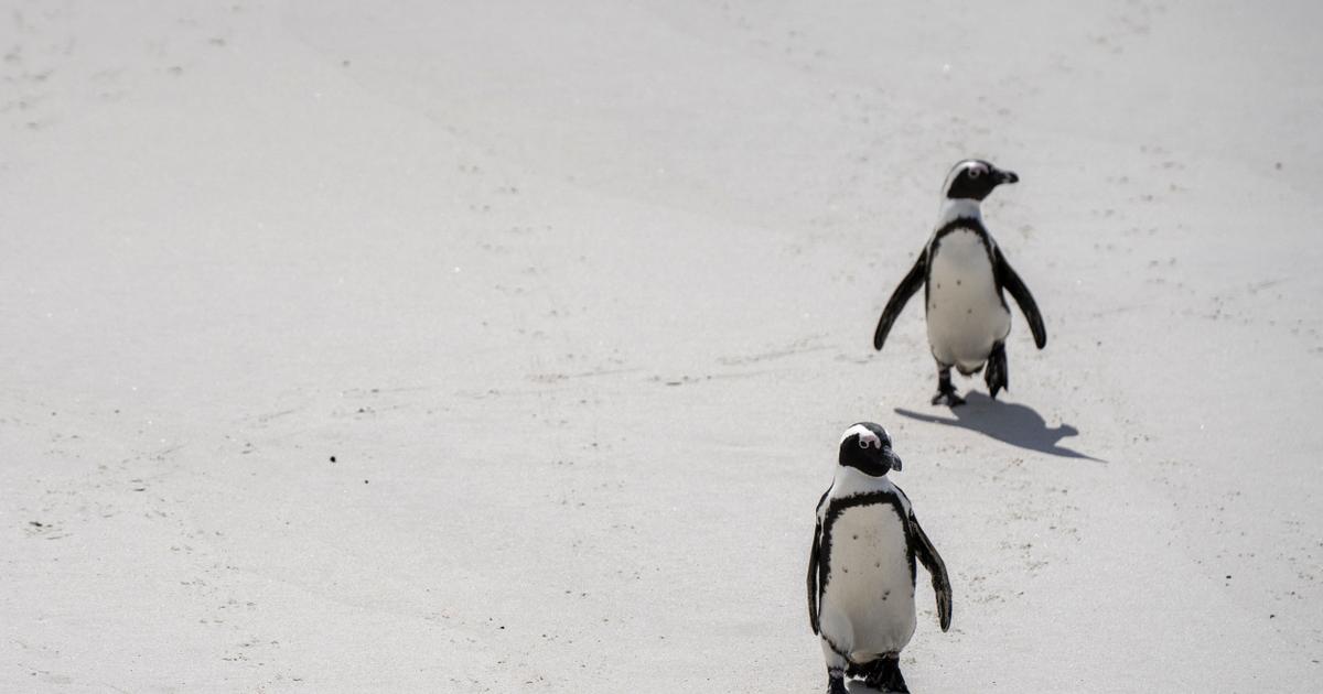 L’unique espèce de manchots d’Afrique désormais en danger critique d’extinction