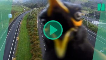 En Nouvelle-Zélande, cet oiseau tropical a fait son numéro devant une caméra de surveillance