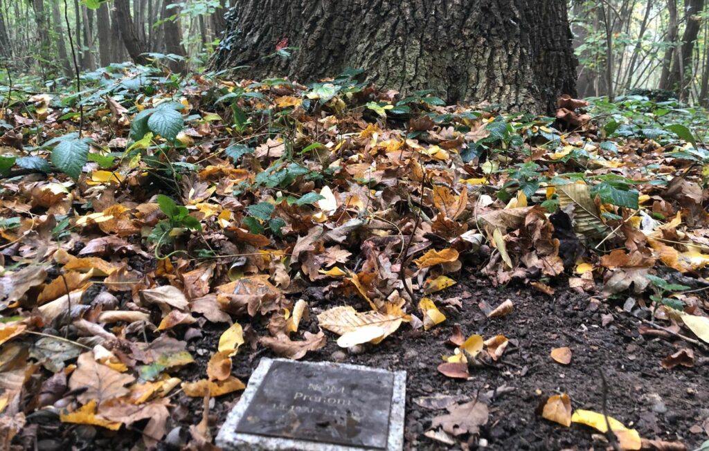 Toussaint : « Grâce aux morts, on sauve des arbres »… On est allé dans une « forêt sanctuaire » en Alsace