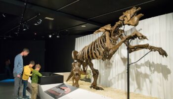 A l’exposition « Géants », à Toulouse, des animaux gigantesques reprennent corps