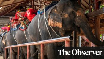 Adverts for ‘cruel’ elephant rides still rising despite new UK law, says charity