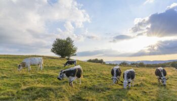 Agriculture : « La concentration est un frein à l’engagement des fermes dans la transition vers l’agroécologie »