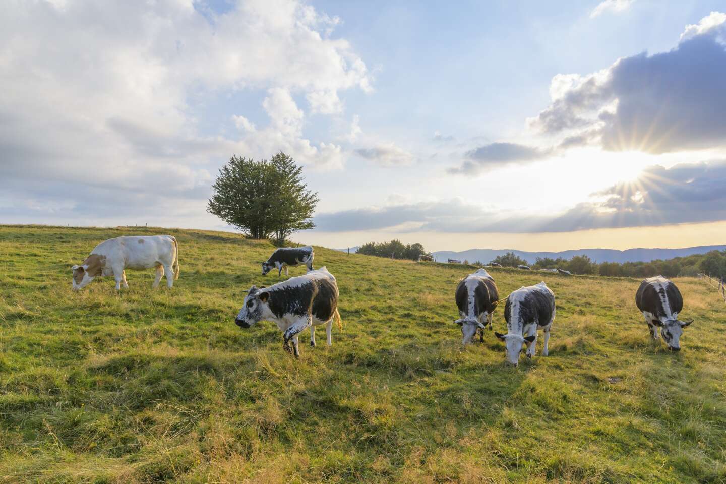 Agriculture : « La concentration est un frein à l’engagement des fermes dans la transition vers l’agroécologie »