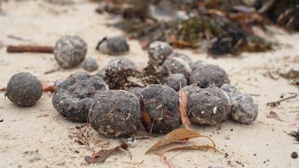 Am Strand angeschwemmt: Rätsel um mysteriöse schwarze Kugeln an Sydneys Küste teilweise gelöst