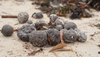 Am Strand angeschwemmt: Rätsel um mysteriöse schwarze Kugeln an Sydneys Küste teilweise gelöst