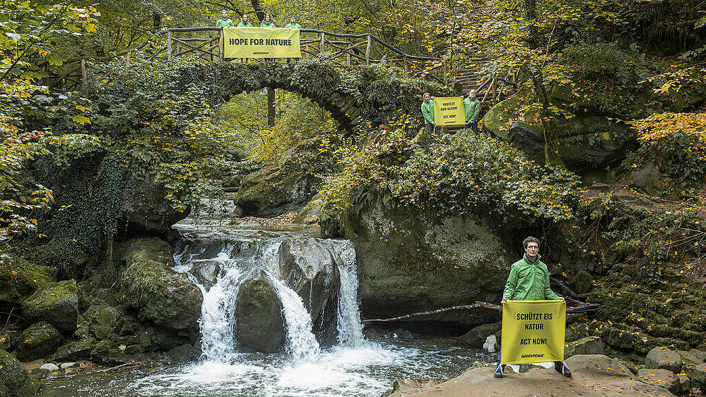 Avant la Cop16: "Détruire la nature, c'est détruire sa maison", lance Greenpeace Luxembourg