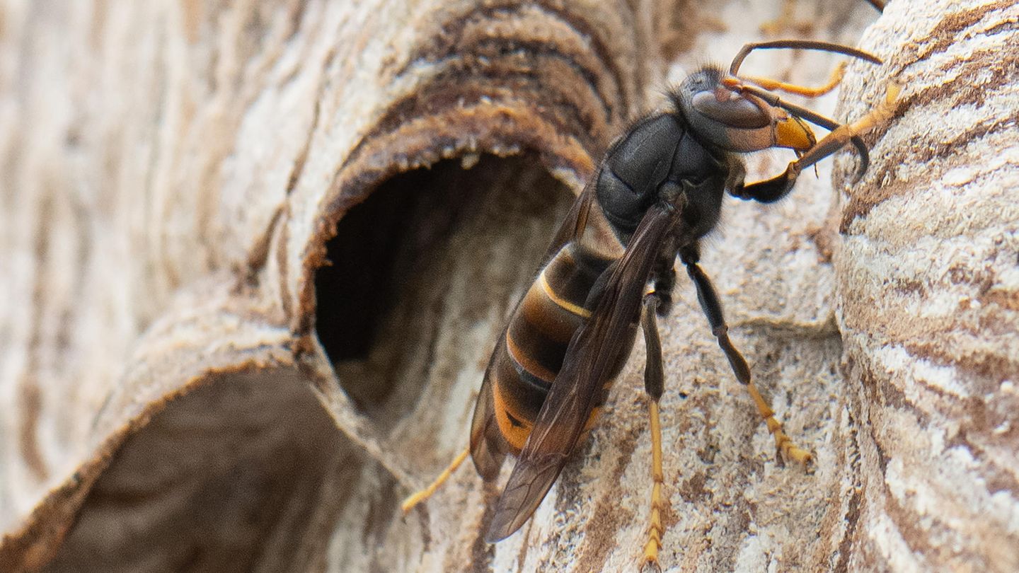 Bedrohung für Bienen: Genfer Forscher rüsten Hornissen mit Mini-Trackern aus – um die Nester zu finden