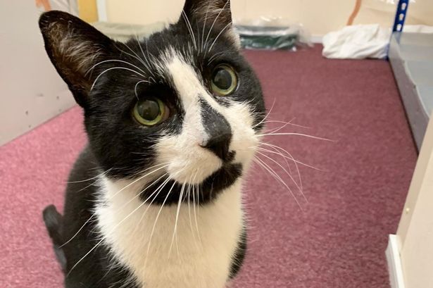 Campaigners save 'much-loved' elderly cat who called ambulance station home from eviction