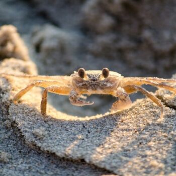 Certains animaux évoluent vers le crabe, qu'en sera-t-il des humains?