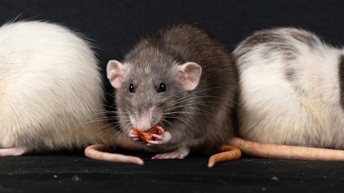 Ces «rats Jedi» sont capables de déplacer de la matière à distance