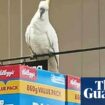 Cockatoo rescued after ‘living on brioche’ for four weeks inside Sydney supermarket