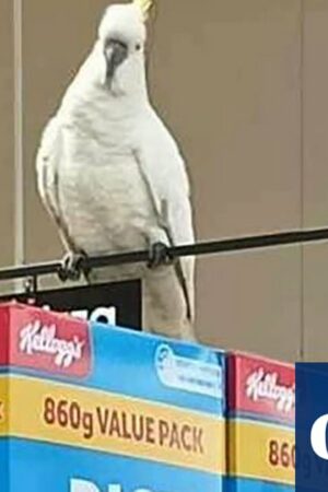 Cockatoo rescued after ‘living on brioche’ for four weeks inside Sydney supermarket