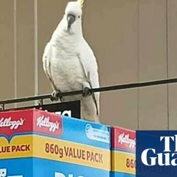 Cockatoo rescued after ‘living on brioche’ for four weeks inside Sydney supermarket