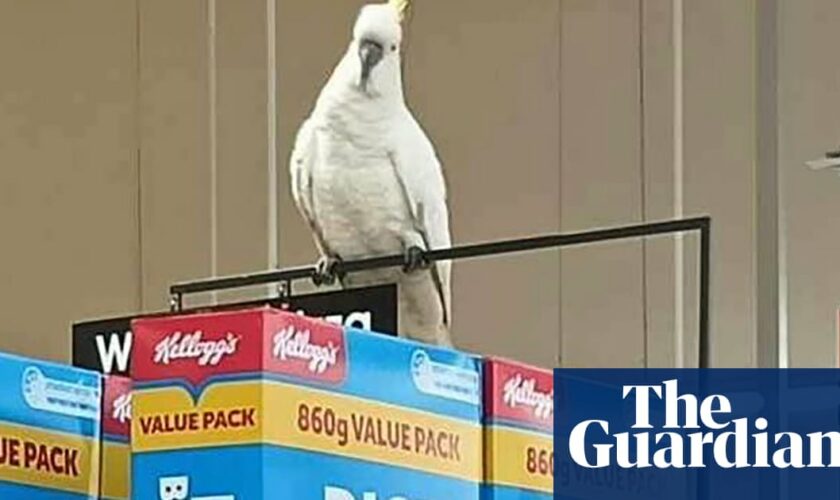 Cockatoo rescued after ‘living on brioche’ for four weeks inside Sydney supermarket