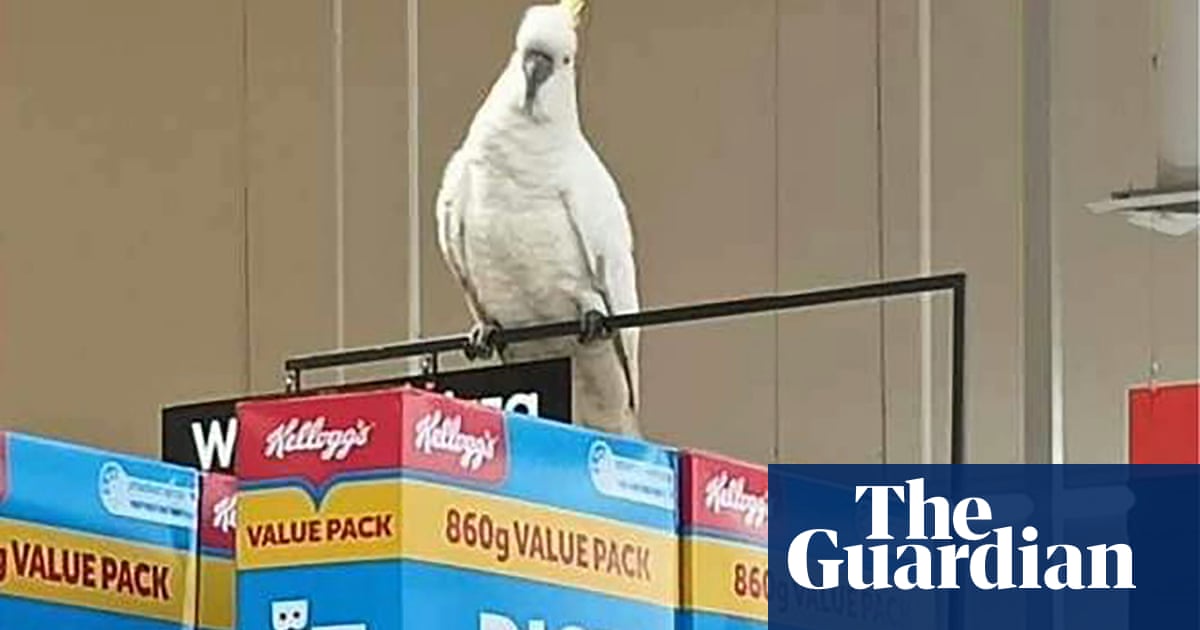 Cockatoo rescued after ‘living on brioche’ for four weeks inside Sydney supermarket