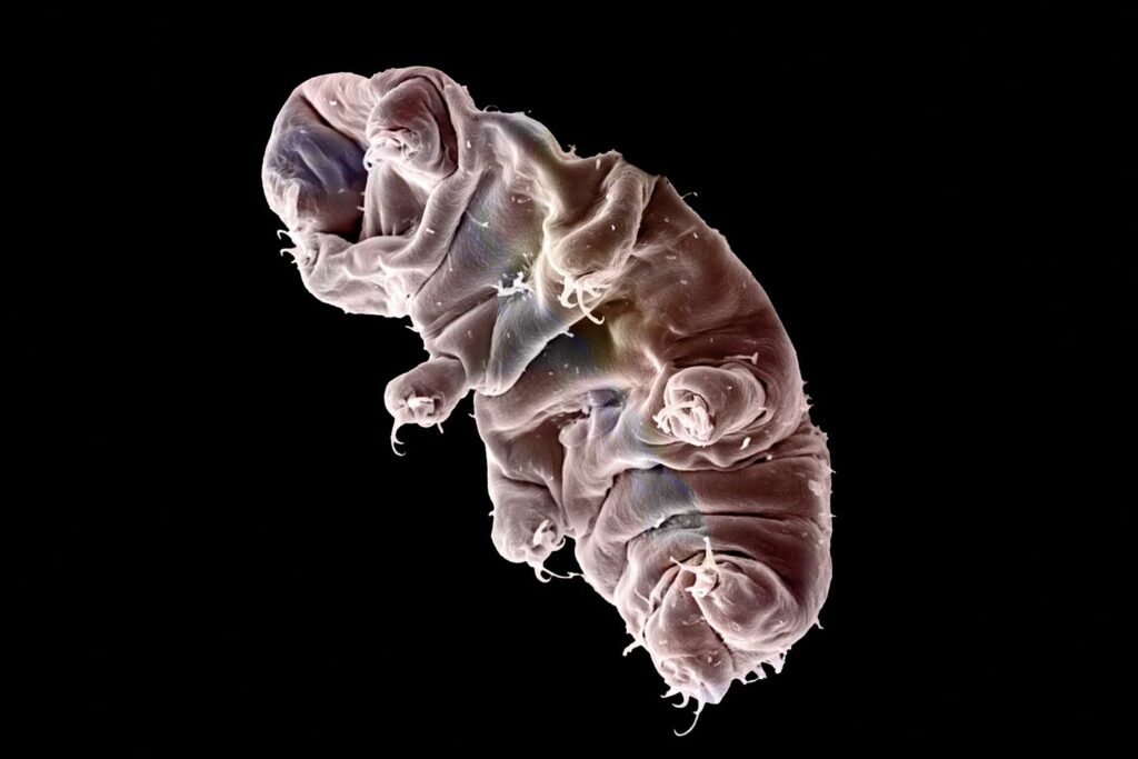 Comment le tardigrade peut résister à des radiations qui nous tueraient