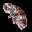 Comment le tardigrade peut résister à des radiations qui nous tueraient