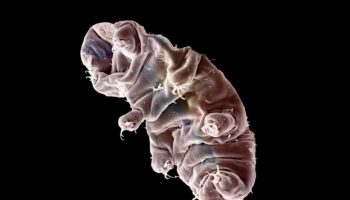 Comment le tardigrade peut résister à des radiations qui nous tueraient