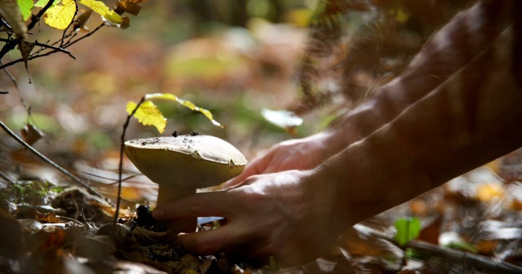 Cueillette des champignons : Attention, danger !